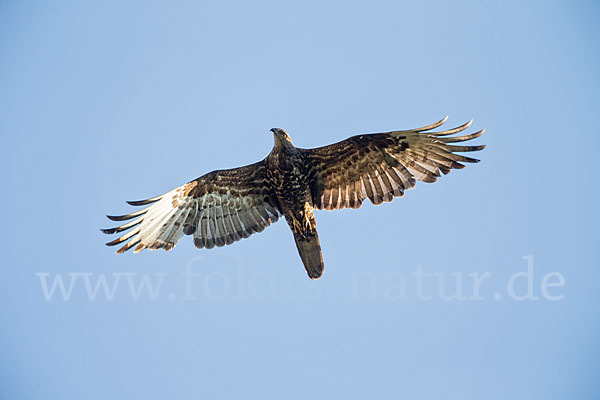 Wespenbussard (Pernis apivorus)