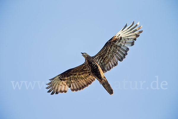 Wespenbussard (Pernis apivorus)