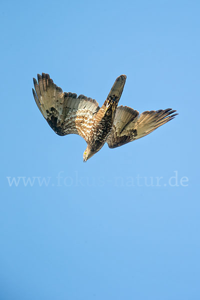 Wespenbussard (Pernis apivorus)