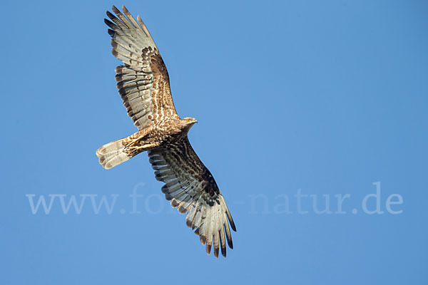 Wespenbussard (Pernis apivorus)