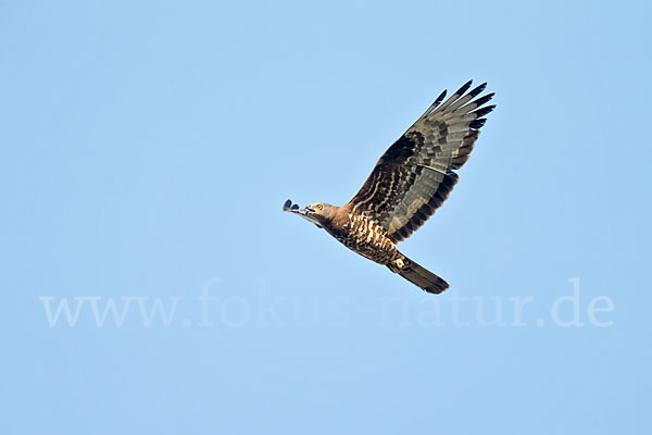 Wespenbussard (Pernis apivorus)