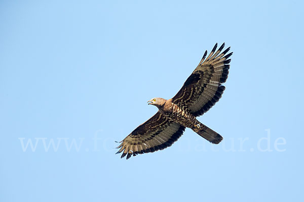 Wespenbussard (Pernis apivorus)