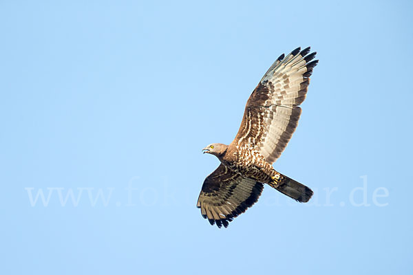 Wespenbussard (Pernis apivorus)