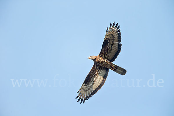 Wespenbussard (Pernis apivorus)