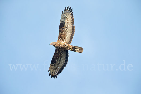 Wespenbussard (Pernis apivorus)