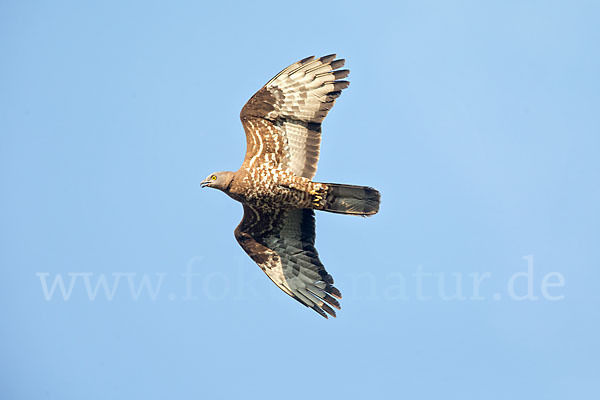 Wespenbussard (Pernis apivorus)