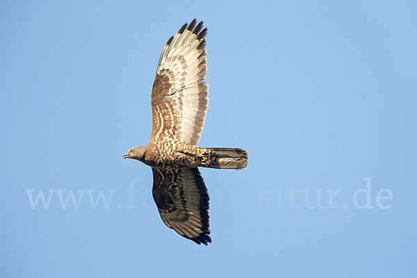 Wespenbussard (Pernis apivorus)