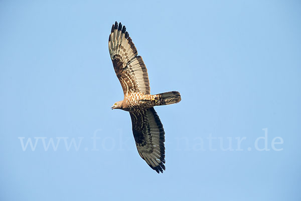 Wespenbussard (Pernis apivorus)