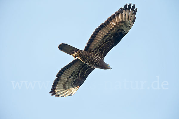 Wespenbussard (Pernis apivorus)