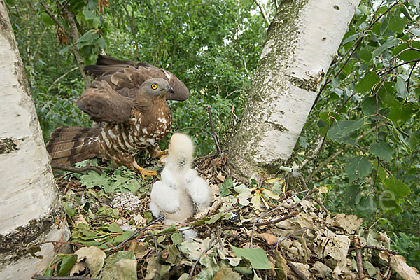 Wespenbussard (Pernis apivorus)