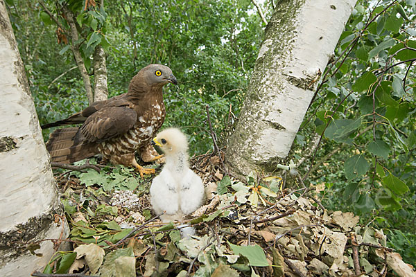 Wespenbussard (Pernis apivorus)