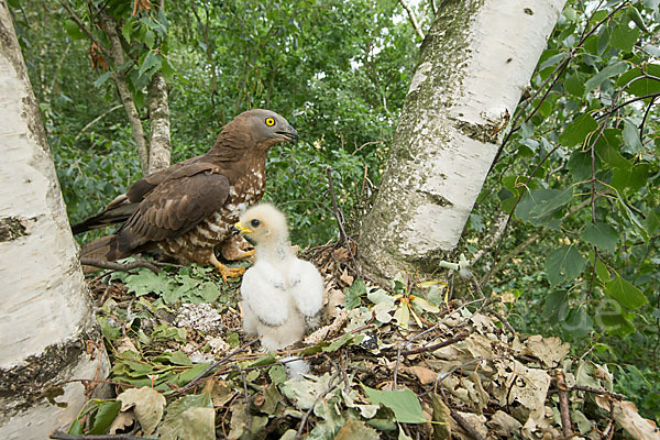 Wespenbussard (Pernis apivorus)