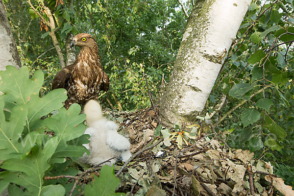 Wespenbussard (Pernis apivorus)