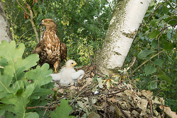 Wespenbussard (Pernis apivorus)