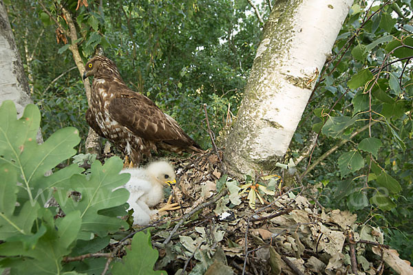 Wespenbussard (Pernis apivorus)