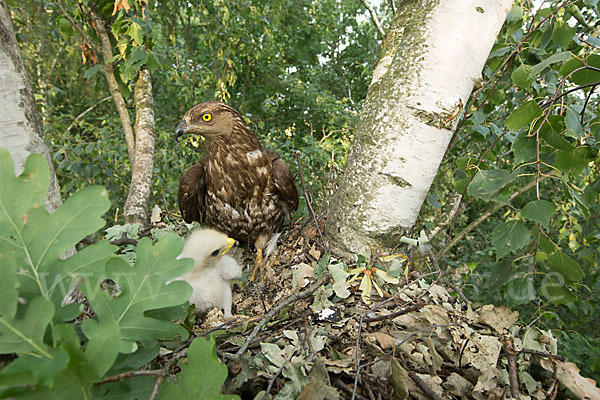 Wespenbussard (Pernis apivorus)