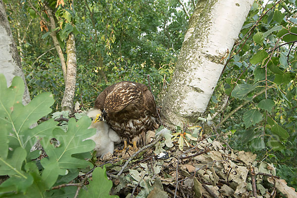 Wespenbussard (Pernis apivorus)