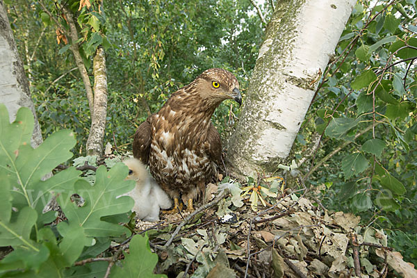 Wespenbussard (Pernis apivorus)