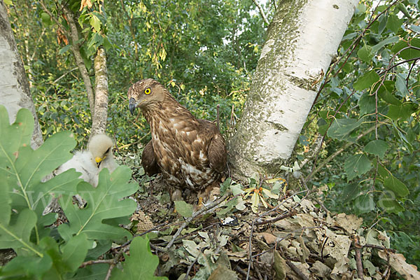 Wespenbussard (Pernis apivorus)