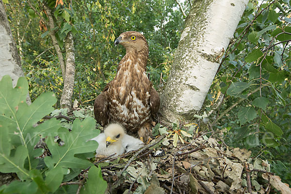 Wespenbussard (Pernis apivorus)