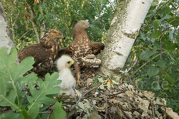 Wespenbussard (Pernis apivorus)