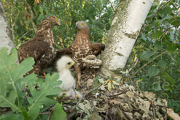 Wespenbussard (Pernis apivorus)