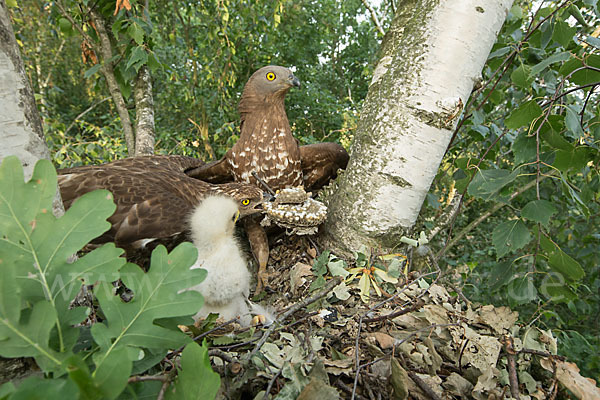 Wespenbussard (Pernis apivorus)