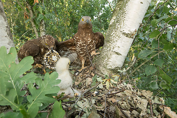 Wespenbussard (Pernis apivorus)