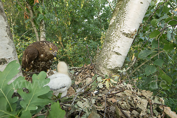 Wespenbussard (Pernis apivorus)