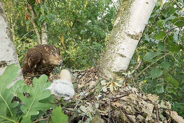 Wespenbussard (Pernis apivorus)