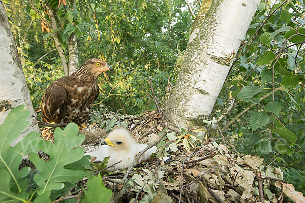 Wespenbussard (Pernis apivorus)