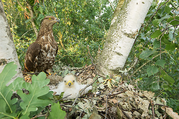 Wespenbussard (Pernis apivorus)