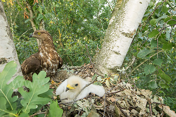 Wespenbussard (Pernis apivorus)