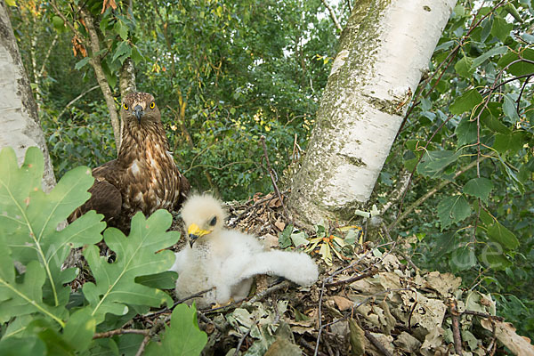 Wespenbussard (Pernis apivorus)