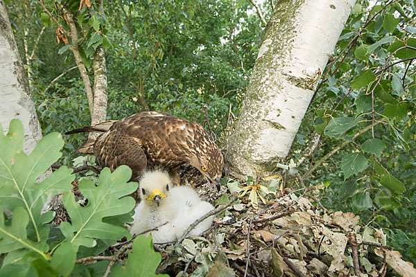 Wespenbussard (Pernis apivorus)