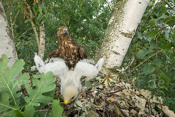 Wespenbussard (Pernis apivorus)