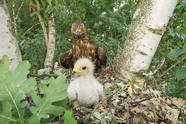 Wespenbussard (Pernis apivorus)