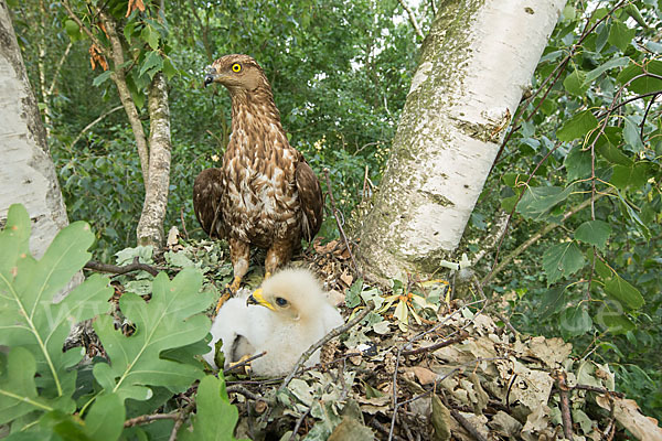 Wespenbussard (Pernis apivorus)