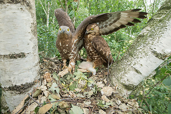 Wespenbussard (Pernis apivorus)