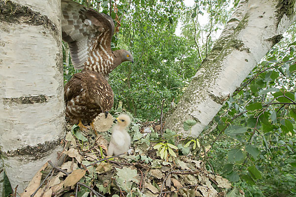 Wespenbussard (Pernis apivorus)