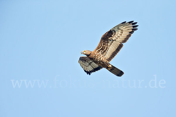 Wespenbussard (Pernis apivorus)