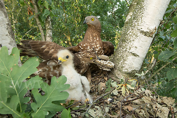 Wespenbussard (Pernis apivorus)