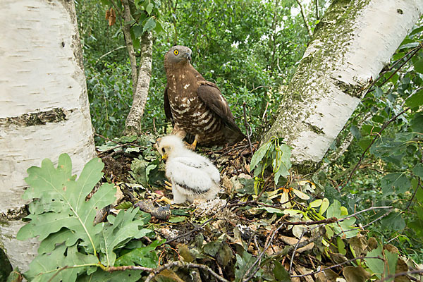 Wespenbussard (Pernis apivorus)