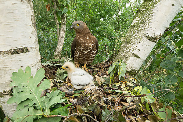 Wespenbussard (Pernis apivorus)