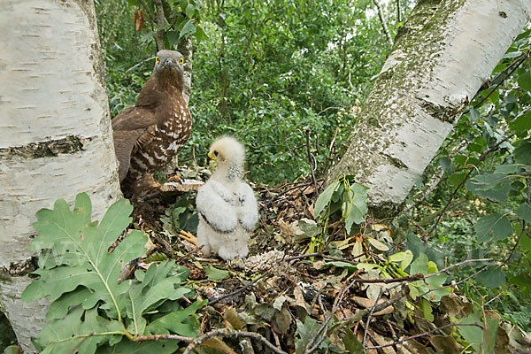 Wespenbussard (Pernis apivorus)