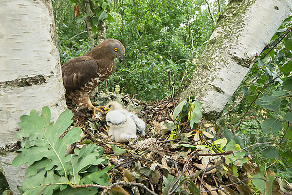 Wespenbussard (Pernis apivorus)