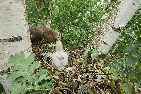 Wespenbussard (Pernis apivorus)