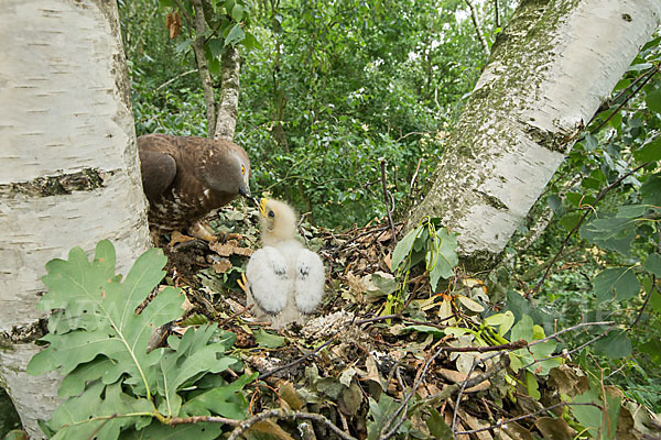 Wespenbussard (Pernis apivorus)