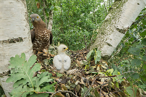 Wespenbussard (Pernis apivorus)