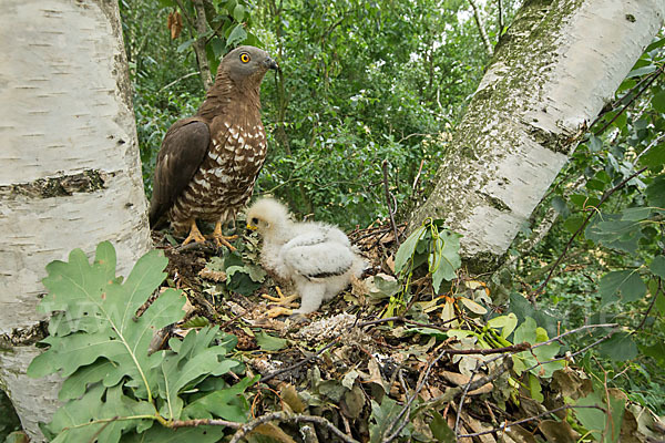 Wespenbussard (Pernis apivorus)